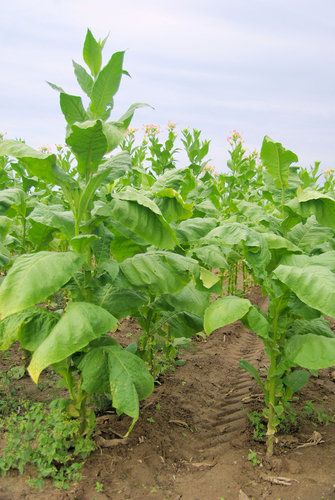 A tobacco plant